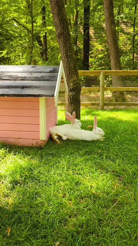 Two white rabbits resting near a cute pink hutch in a sunny green garden. Cute d Stock-Footage 342326918