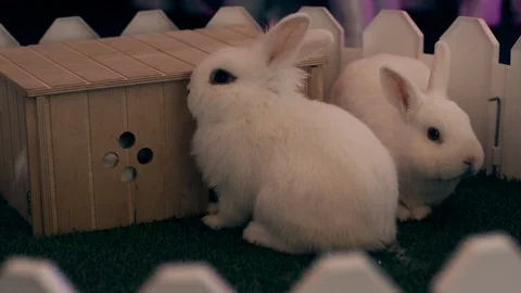 Two white rabbits sit behind a small white fence, next to their house. Stock Footage 122320600