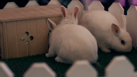 Two white rabbits sit behind a small white fence, next to their house. Stock Footage 122321188