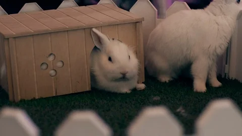 Two white rabbits sit behind a small white fence, next to their house. Stock Footage 122321481