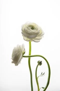 Two white Ranunculus flowers. Universal close-up photo. Picture in a frame. V Stock Photos
