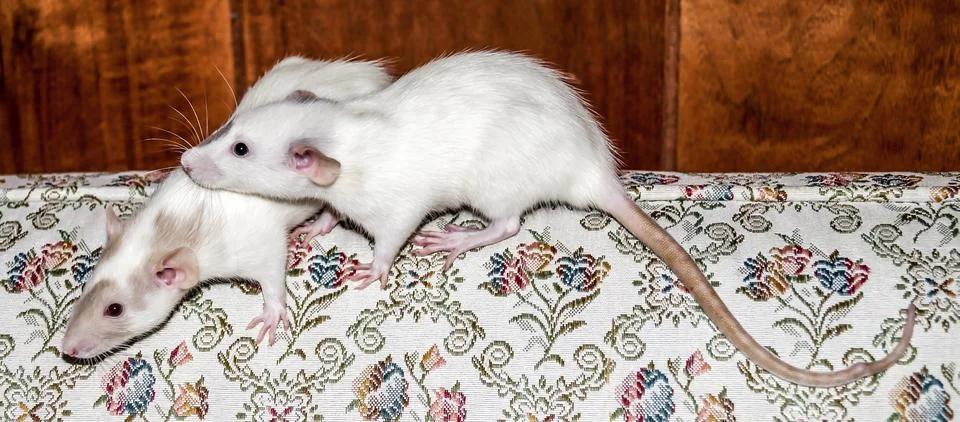 Two white rats on a couch Stock Photos