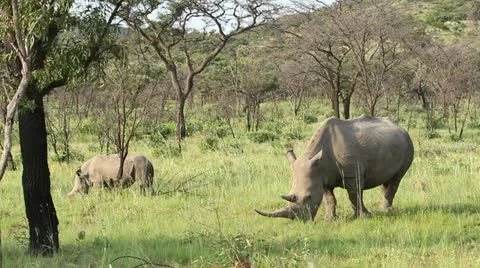 Two white rhino grazing Vídeo Stock 20488223