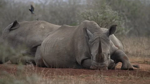 Two white rhino lying together and sleeping in the bush. Stock Footage 170168144