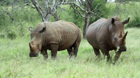 Two white rhino in the rain Stock Footage 54769140