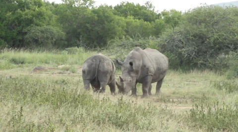 Two white rhino sizing each other up. Stock Footage 35817673