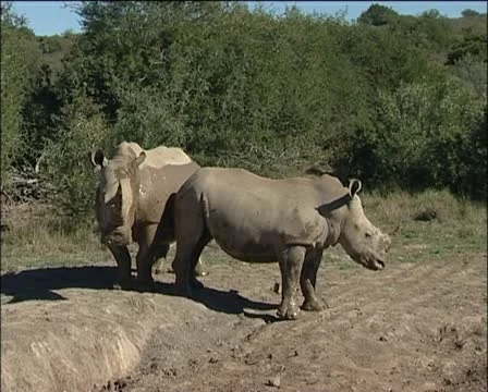 Two white rhino together Stock Footage 11628905