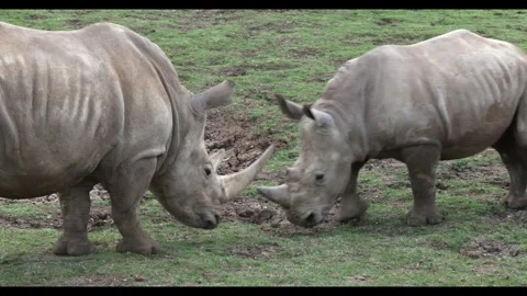 Two White Rhinoceros Locking Horns Stock Footage 337170080