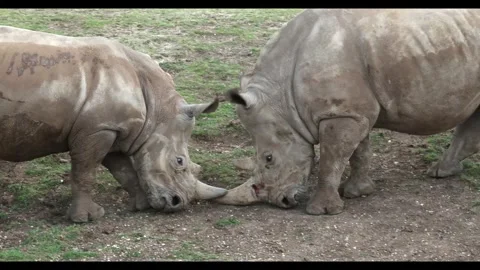 Two White Rhinoceros Locking Horns Stock Footage 337170084