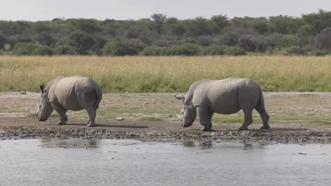 Two White Rhinoceroses Drinking at a Waterhole in the Savanna open grasslan.. Video stock 332610423