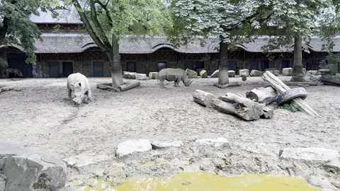 Two white rhinoceroses foraging on sandy ground in a wide zoo habitat with rusti Stock Footage 341120810