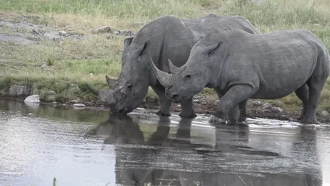 Two white rhinos align and drink — Continuation — Part 5 (end-beat) Stock Footage 319945476