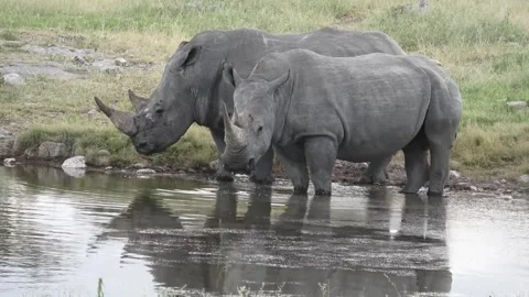 Two white rhinos drink; one lifts foreleg, then looks toward camera— Part 1 스톡 동영상 319945478