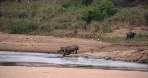 Two white rhinos drinking from a river Stock Footage 241676851