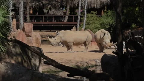 Two White Rhinos Standing, Foreground Branches, Mid-Shot, Bioparc Valencia Stock Footage 306016428