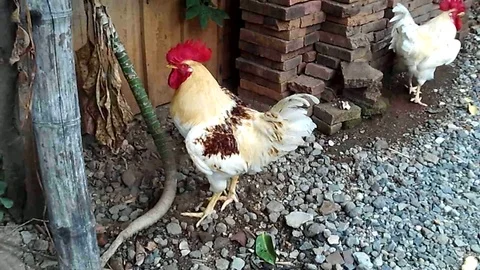 Two white roosters crowed in the yard. 스톡 동영상 120446830