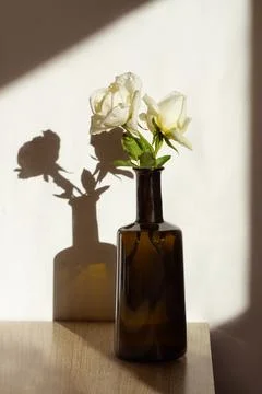 Two white roses in a bottle on a table with sun light and shadows Foto stock