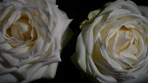 Two white roses Stock Footage 90427684