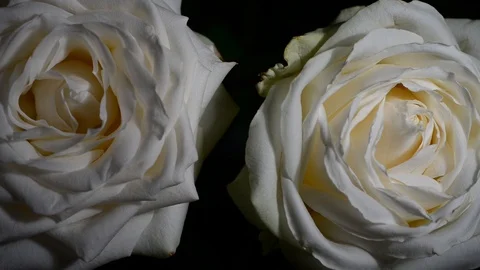 Two white roses Stock Footage 90427739