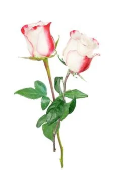 Two white roses Stock-Fotos