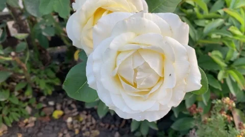 Two white roses with slow pullback at the end Stock Footage 313805808