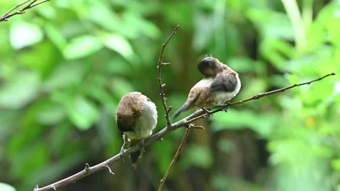 Two white-rumped munias perched on a tree branch Stock Footage 344678271