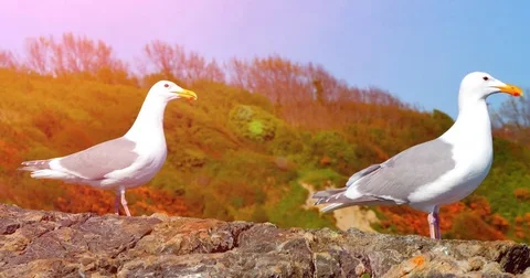 Two White Seagull Birds, Standing Summer Bright Light Lens Flare Close Up Video stock 85281392