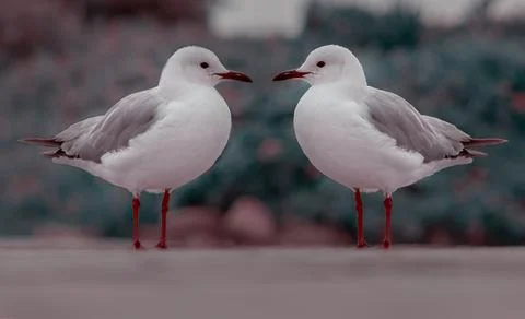 Two white seagulls standing on the road Stock Photos