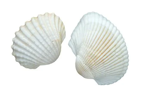 Two white seashells isolated on a white background with clipping path. Foto stock