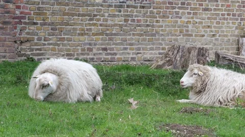 Two white sheep with thick Видео 332137344