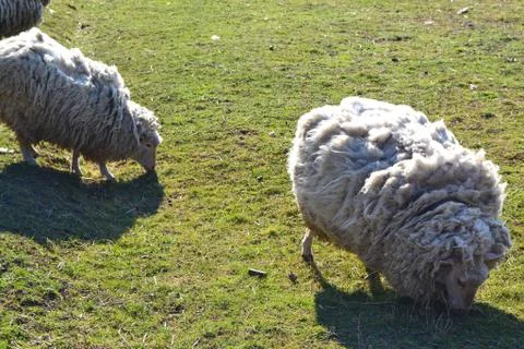 Two white sheeps on grass on russian farm in spring Stock Photos