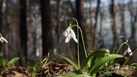 Two white snowdrops flower galanthus nivalis swaying in the wind, close up Stock Footage