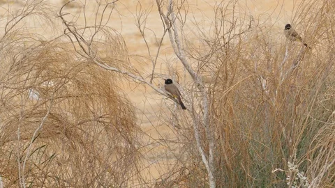 Two white-spectacled bulbuls sitting on a bush Stock-Footage 102511562