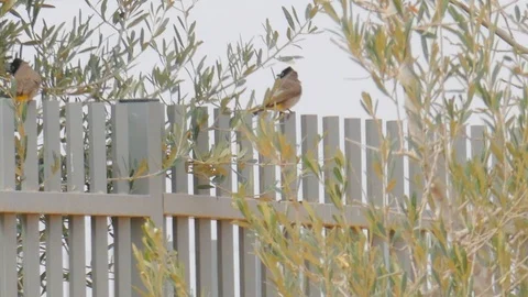Two white-spectacled bulbuls sitting on a gray fence Stock Footage 115715518