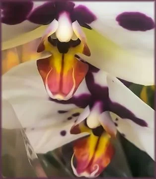 Two White Spotted Orchids with Fire-Red Interiors Stock Photos