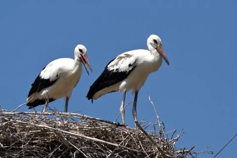Two white stork chicks sitting in nest on a summer day Stock Photos