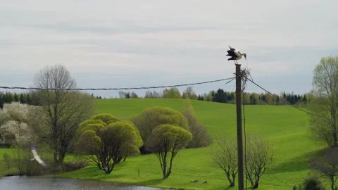Two White Stork Starting to Build Nest on a Wooden Utility Pole in Green Video stock 339679555