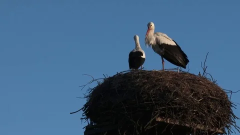 Two white storks are standing in the nest, a pair of storks looking around Stock Footage