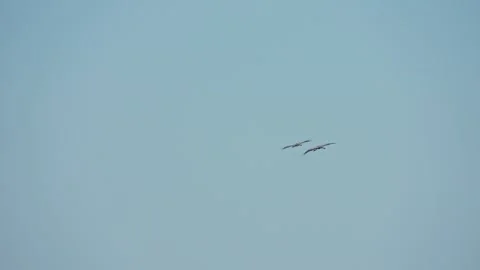Two white storks (Ciconia ciconia) flying in the blue evening sky. Stock Footage 243731070