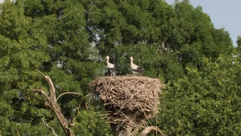 Two white storks (Ciconia) sit in their nest and look into the distance Stock Footage 157476677