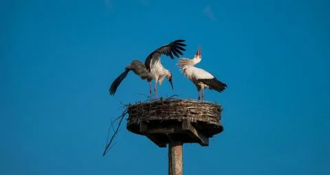 Two white storks displaying to each other on their nest Stock Photos