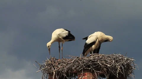 Two White Storks Stock Footage 32209560