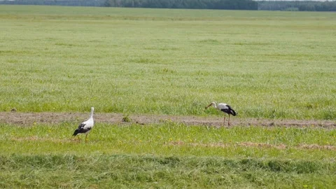 Two white storks foraging for food in a green meadow Stock Footage 324719333