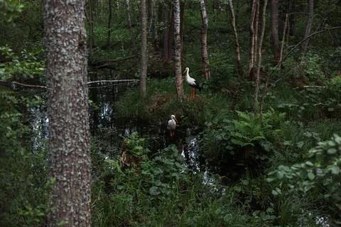 Two white storks gracefully standing in a swampy forest, surrounded by colorful Stock Photos