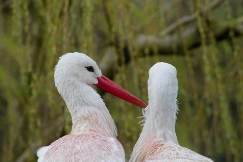 Two White Storks in Nature Stock Photos
