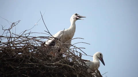 Two white storks in the nest, hot summer, birds, nature Stock Footage 46247108
