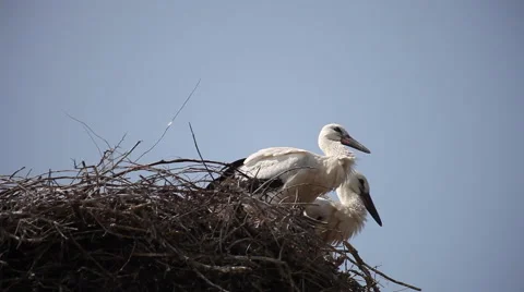 Two white storks in the nest, hot summer, birds resting, nature 스톡 동영상 46247225