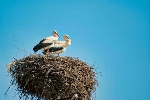 Two White Storks on the nest Stock Photos