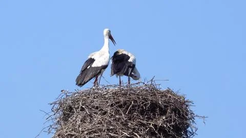 Two white storks on nest Foto stock