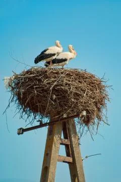 Two White Storks on the nest, vertical photo Stock Photos